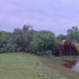 Uprooted tree in Oklahoma after tornado