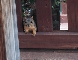 Squirrel at Hafer Park in Edmond , Oklahoma