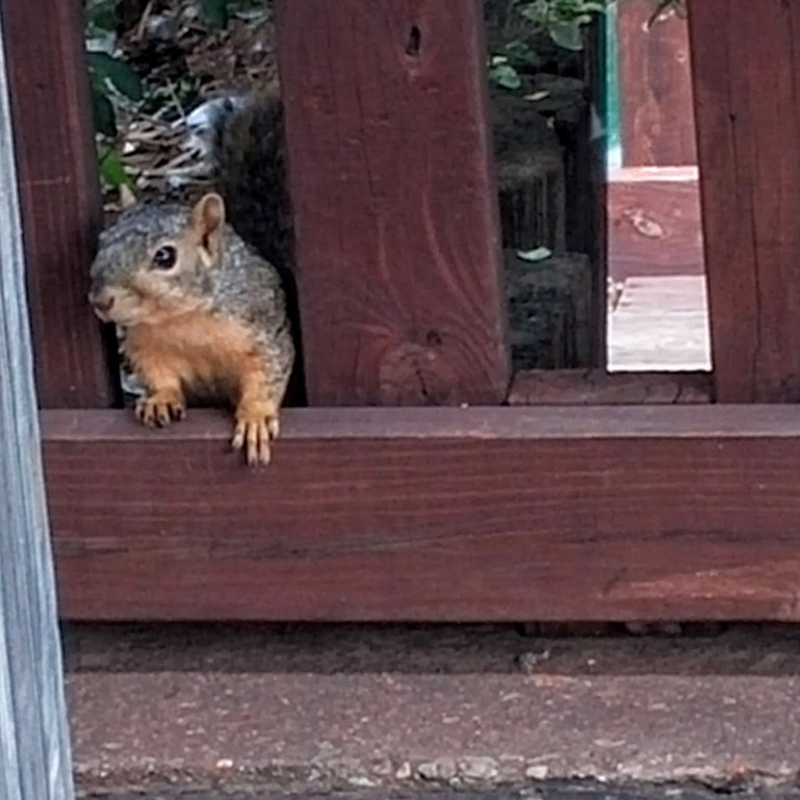 Squirrel at Hafer Park in Edmond