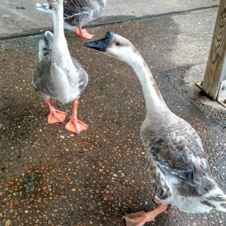 Geese at Hafer Park