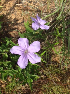 Flowers in Wichita Mountains