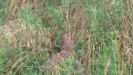 Rabbit at Wichita Mountains Wildlife Refuge