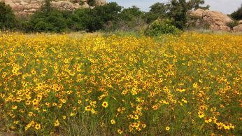 Wildflowers in Wichita Mountains