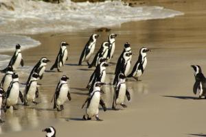 South African penguins