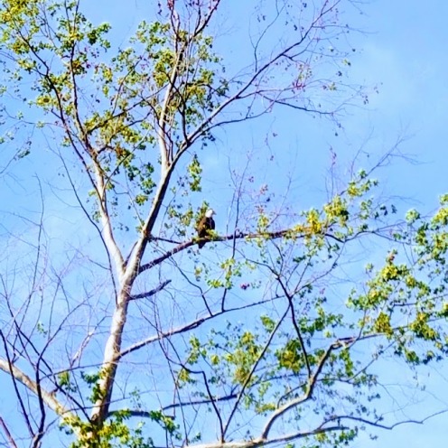 Bald eagle in Tahlequah