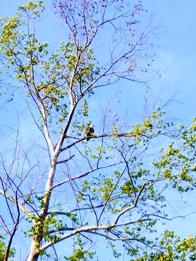 Bald eagle in Tahlequah
